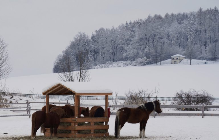 Pferdekoppel-lerchenberg-im-schnee